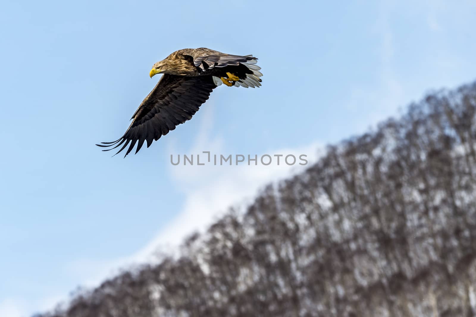 The Flying White-talied Sea Eagle near Rausu in Shiretoko, Hokkaido of Japan.