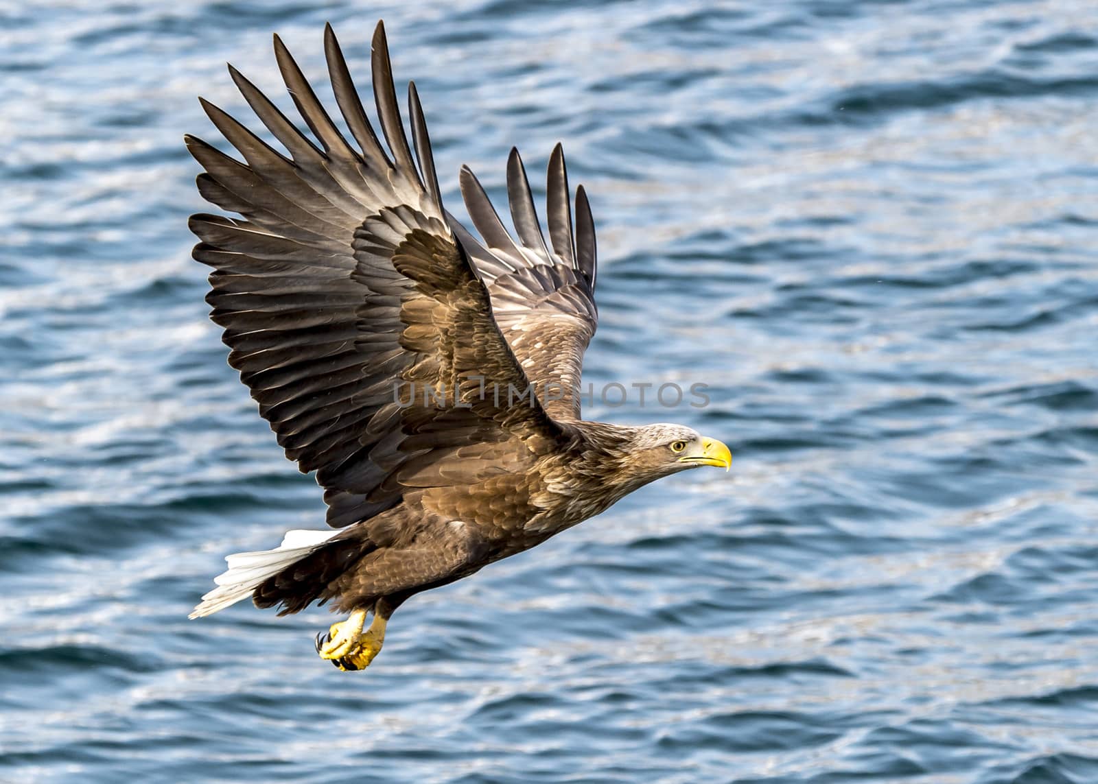 Flying Predatory White-talied Sea Eagle by JasonYU