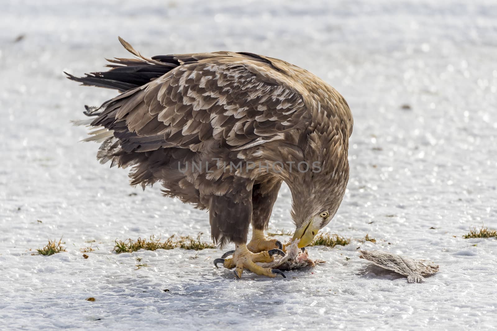 The Flying White-talied Sea Eagle near Rausu in Shiretoko, Hokkaido of Japan.