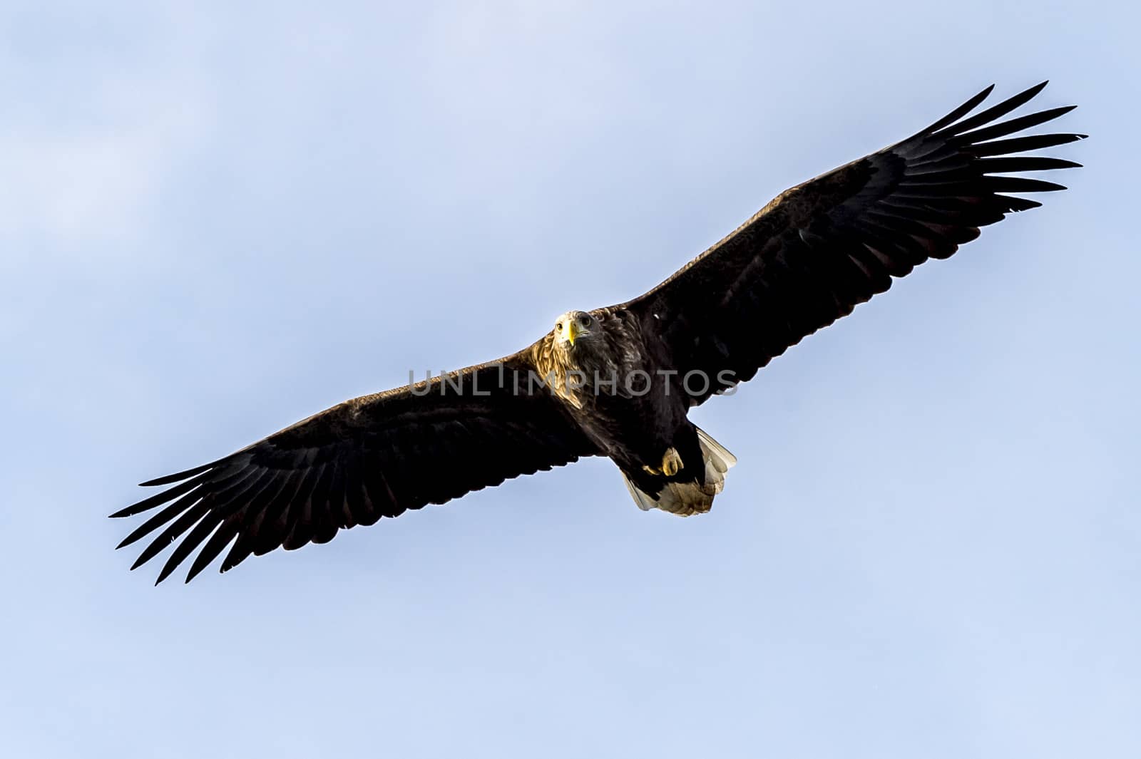 Flying Predatory White-talied Sea Eagle by JasonYU