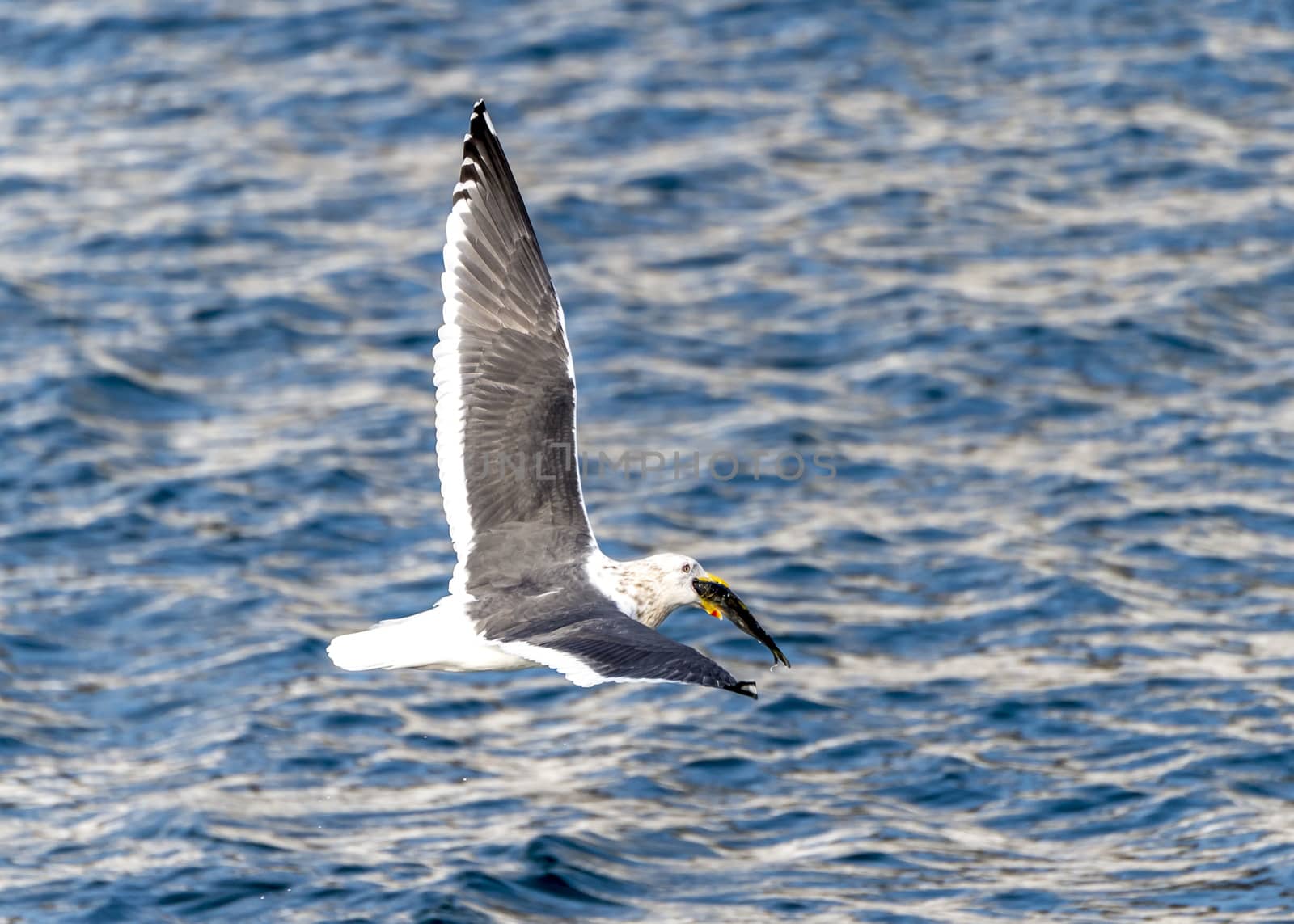 The Flying Predatory Seagulls near Rausu in Shiretoko, Hokkaido of Japan.