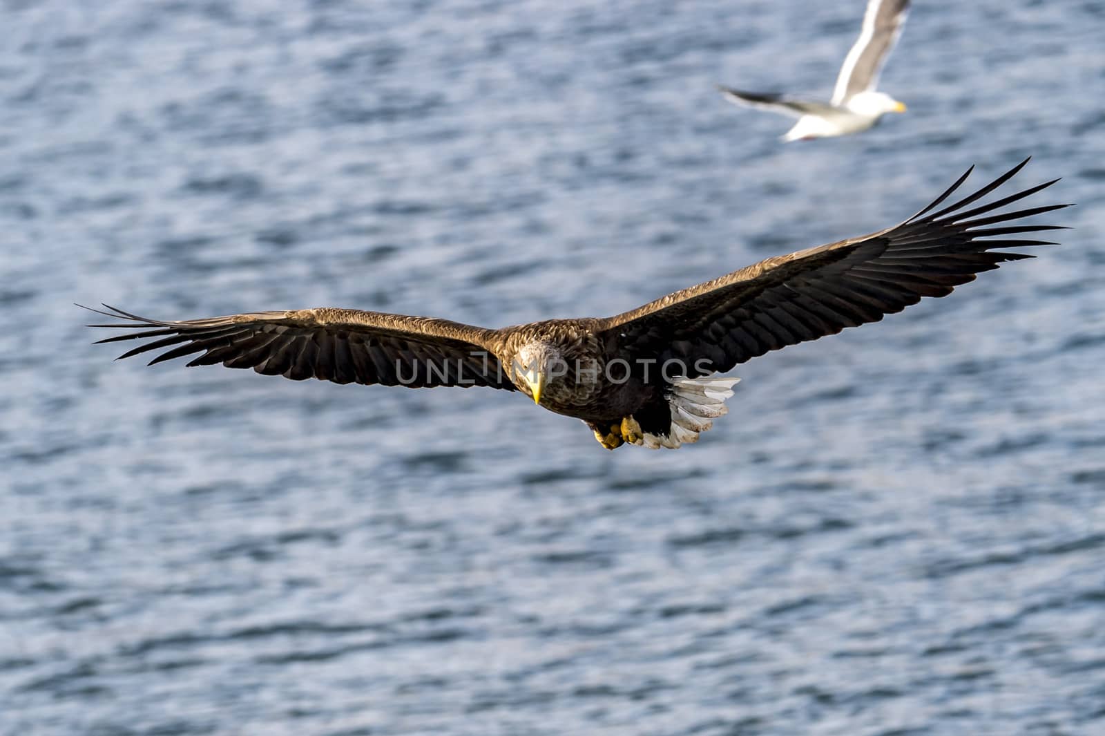 The Flying White-talied Sea Eagle near Rausu in Shiretoko, Hokkaido of Japan.