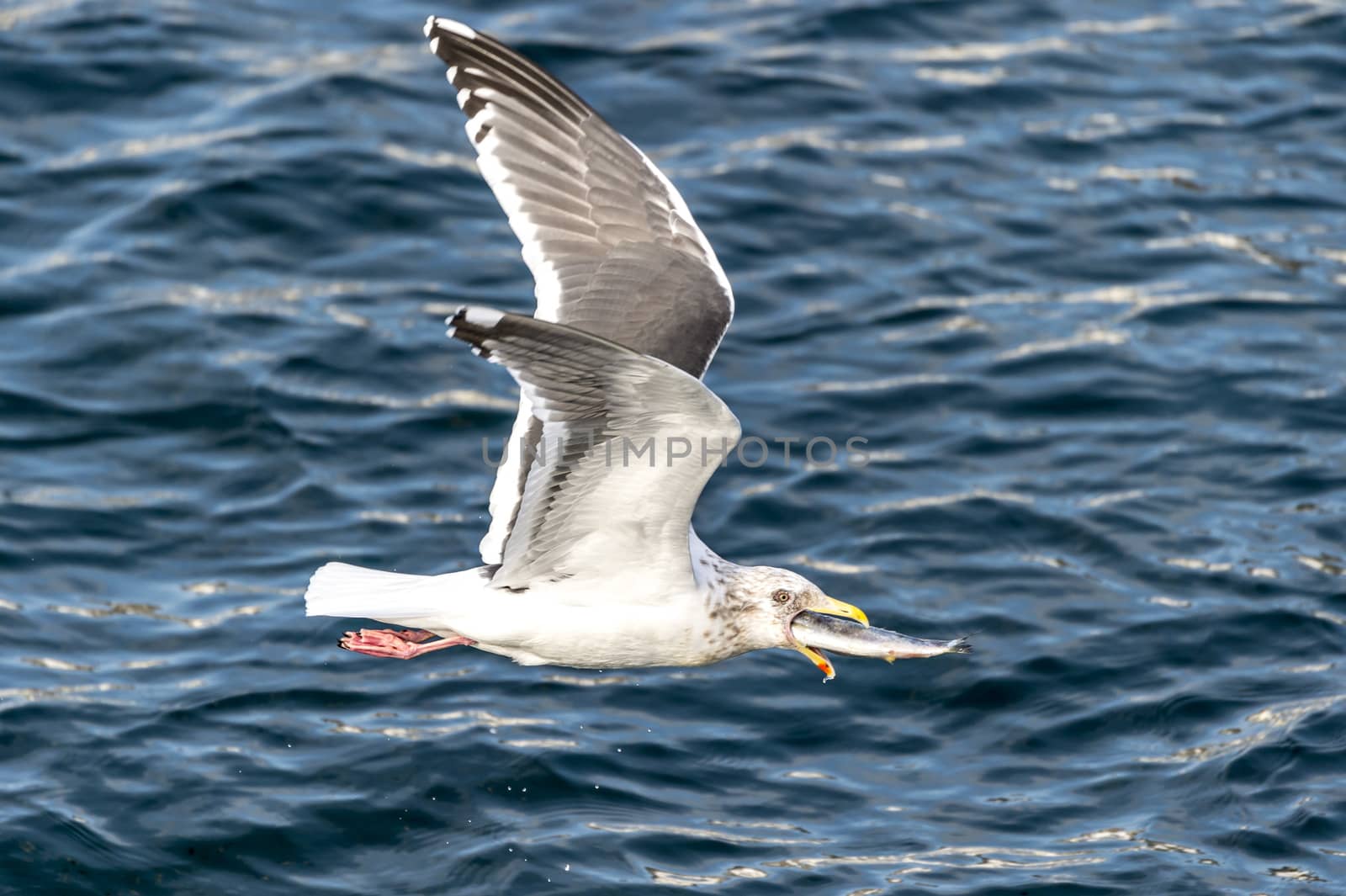 The Flying Predatory Seagulls near Rausu in Shiretoko, Hokkaido of Japan.