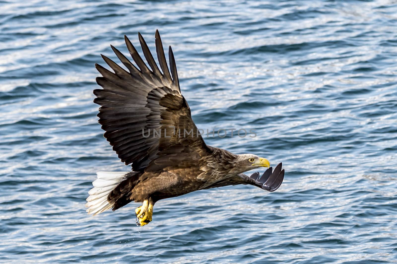 The Flying White-talied Sea Eagle near Rausu in Shiretoko, Hokkaido of Japan.