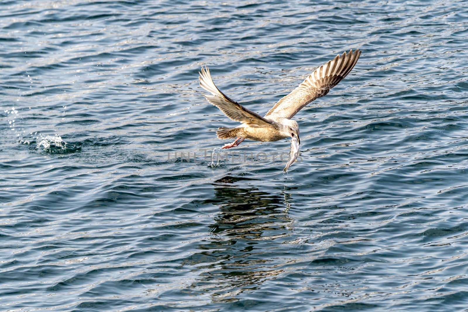 The Flying Predatory Seagulls near Rausu in Shiretoko, Hokkaido of Japan.