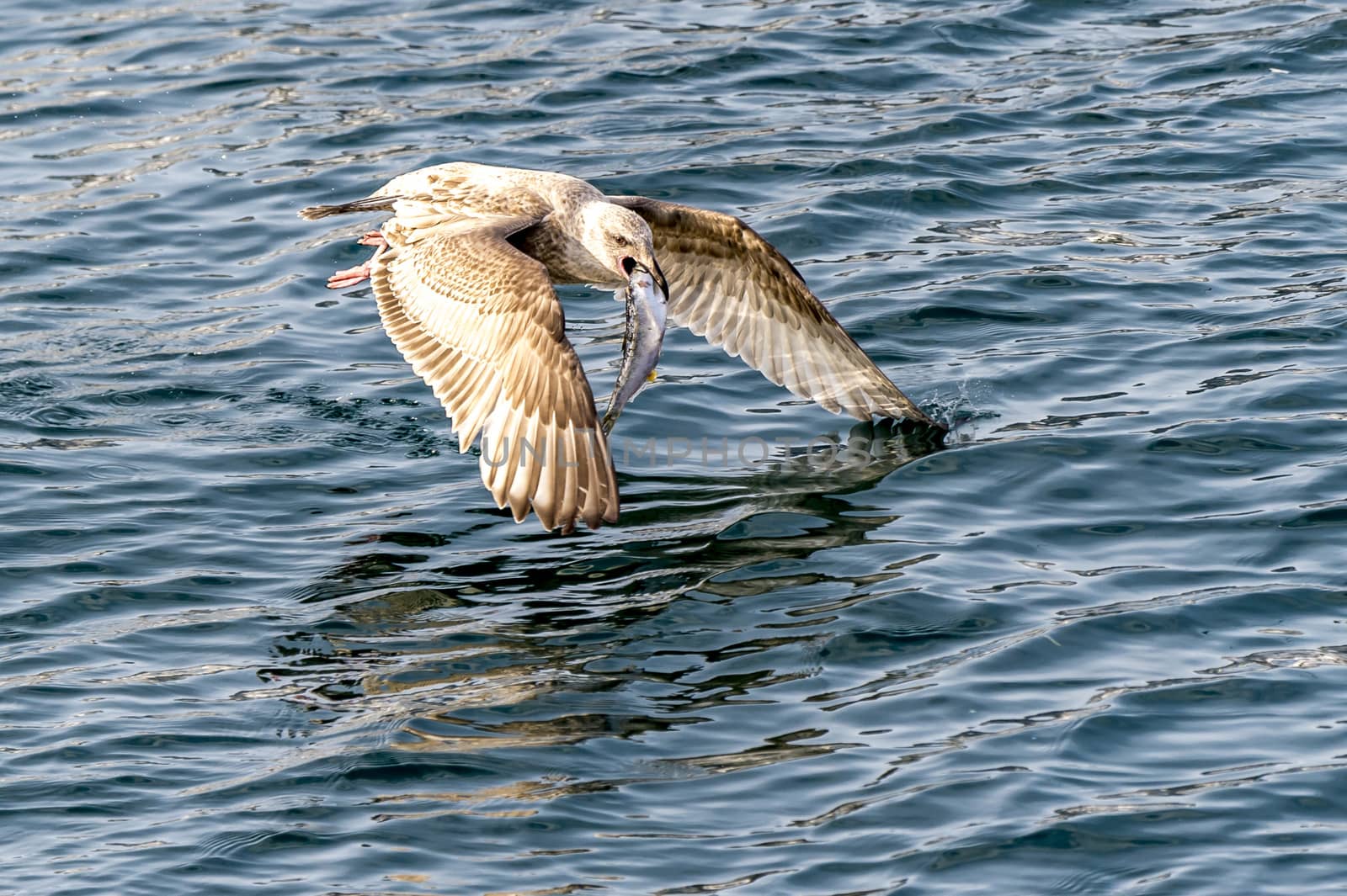 The Flying Predatory Seagulls near Rausu in Shiretoko, Hokkaido of Japan.