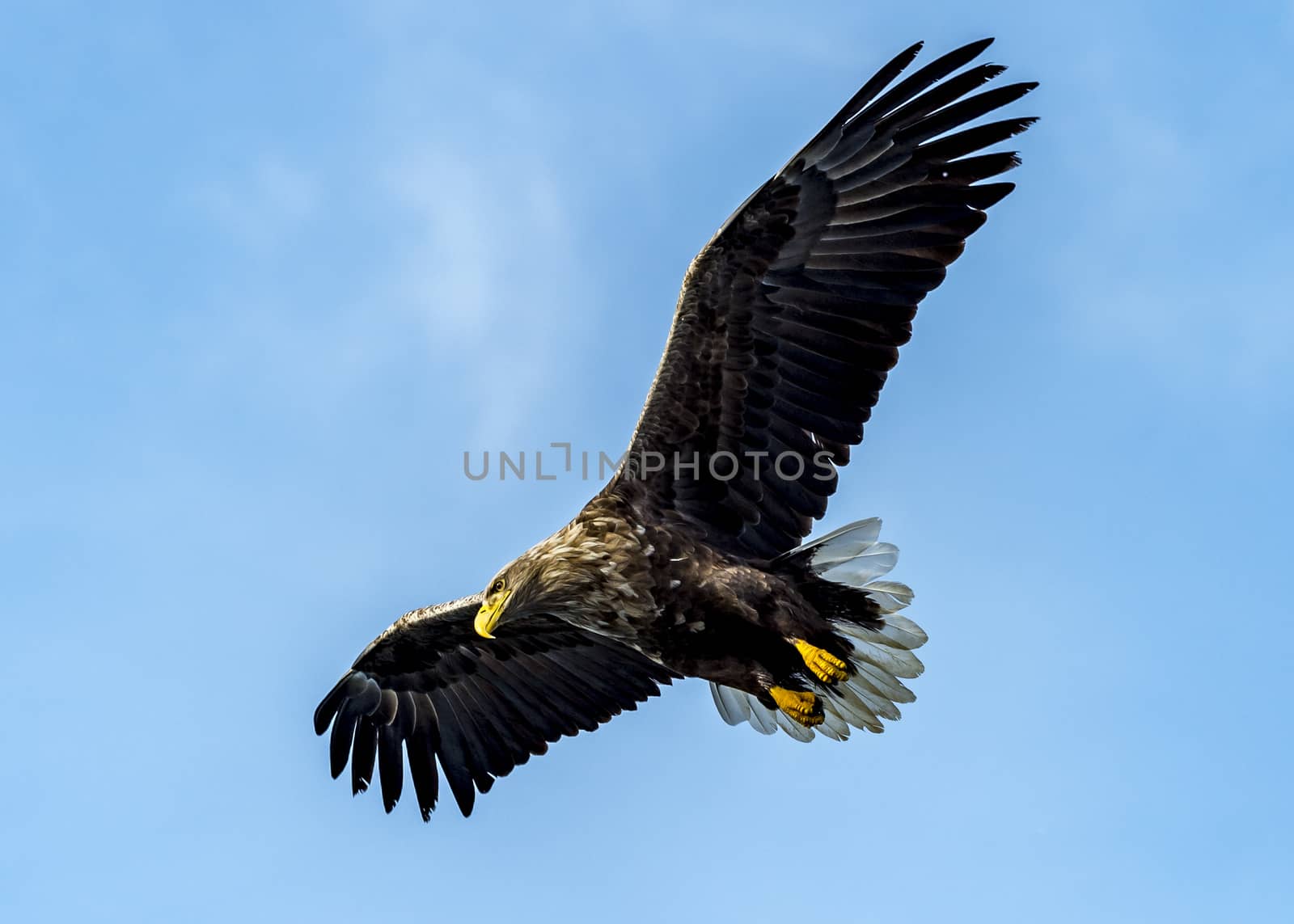 The Flying Predatory Stellers Sea-eagle near Rausu in Shiretoko, Hokkaido of Japan.