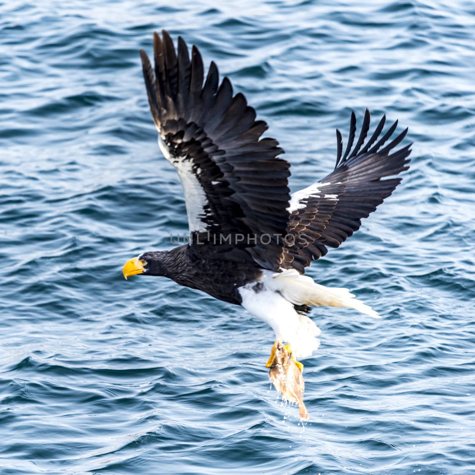 The Flying Predatory Stellers Sea-eagle near Rausu in Shiretoko, Hokkaido of Japan.