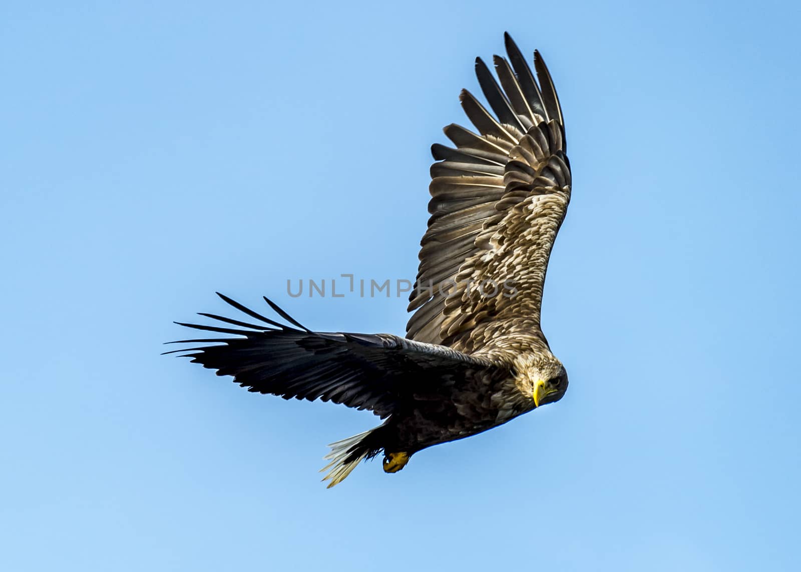 The Flying White-talied Sea Eagle near Rausu in Shiretoko, Hokkaido of Japan.