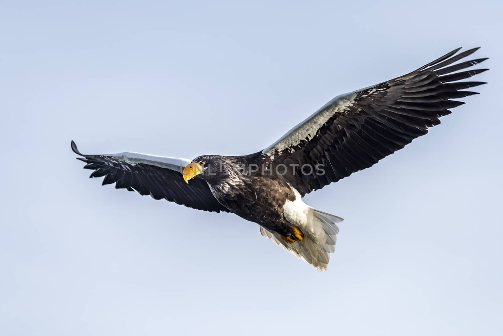 The Flying Predatory Stellers Sea-eagle near Rausu in Shiretoko, Hokkaido of Japan.