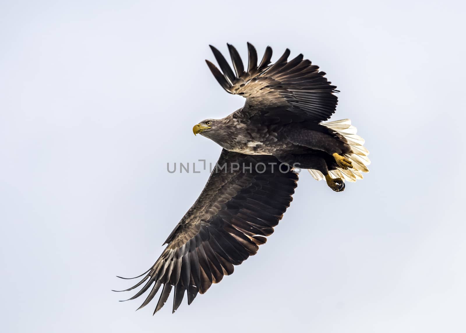 Flying Predatory White-talied Sea Eagle by JasonYU