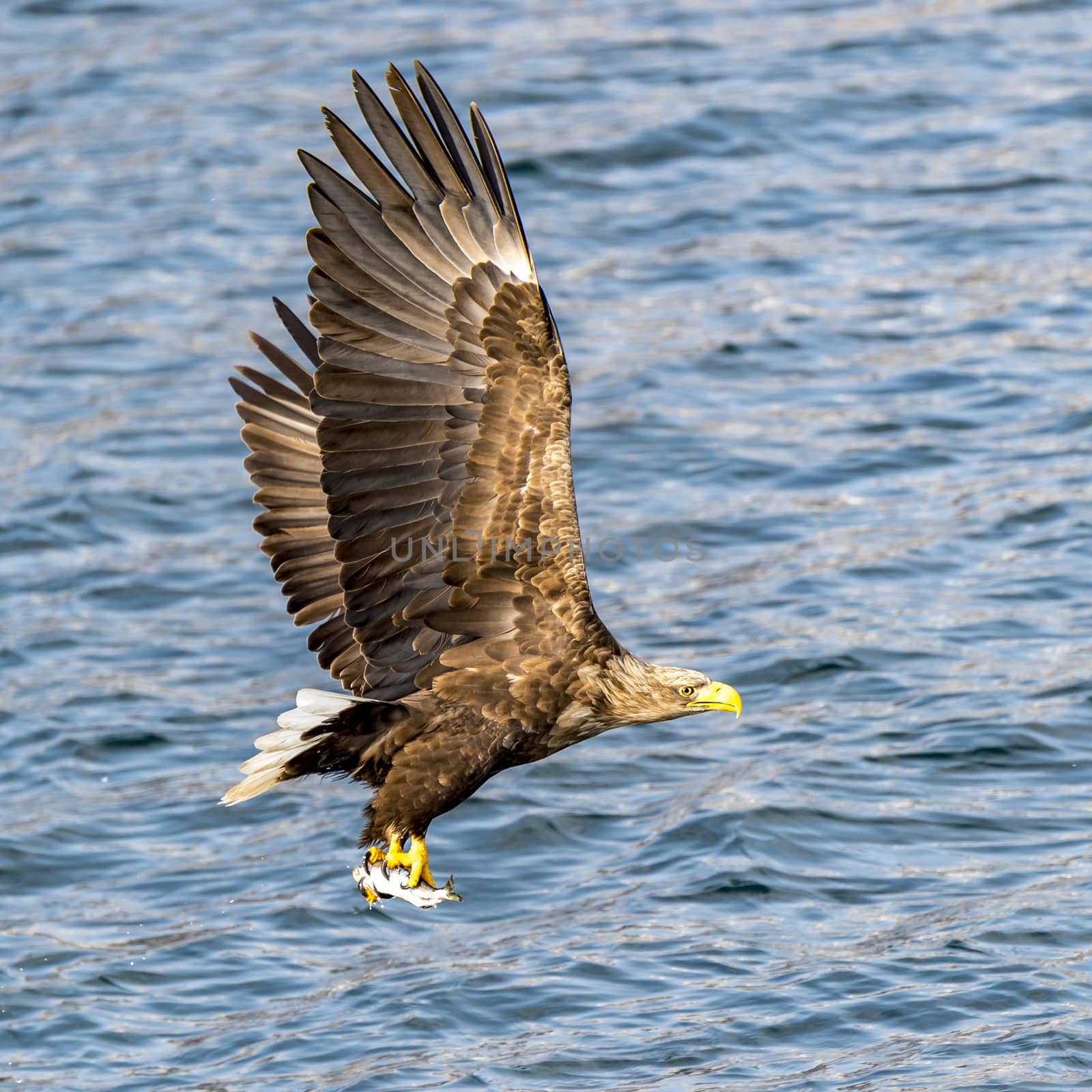 The Flying White-talied Sea Eagle near Rausu in Shiretoko, Hokkaido of Japan.