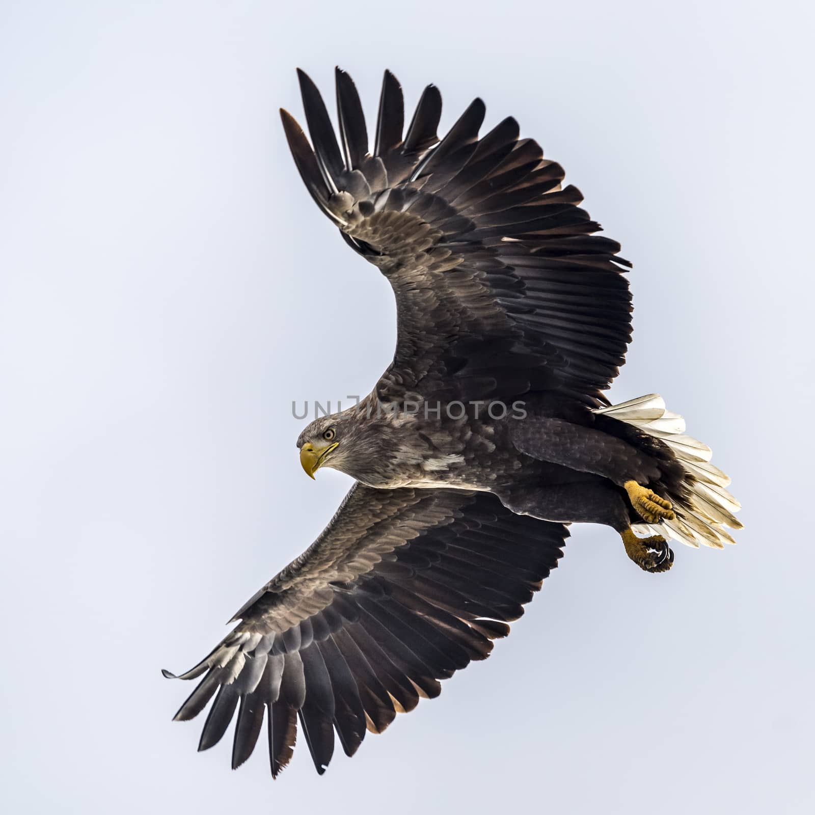 The Flying White-talied Sea Eagle near Rausu in Shiretoko, Hokkaido of Japan.