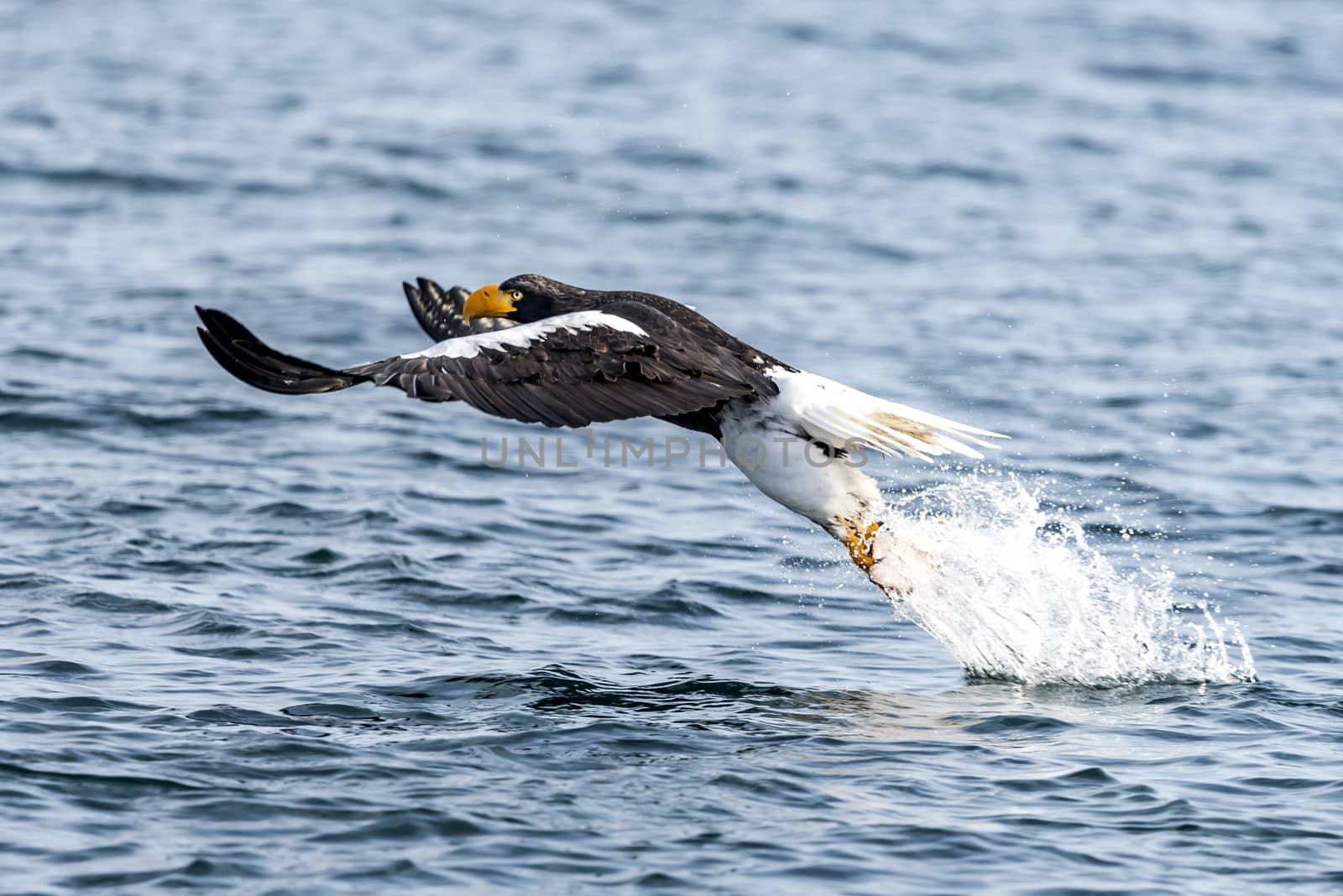 The Flying Predatory Stellers Sea-eagle near Rausu in Shiretoko, Hokkaido of Japan.