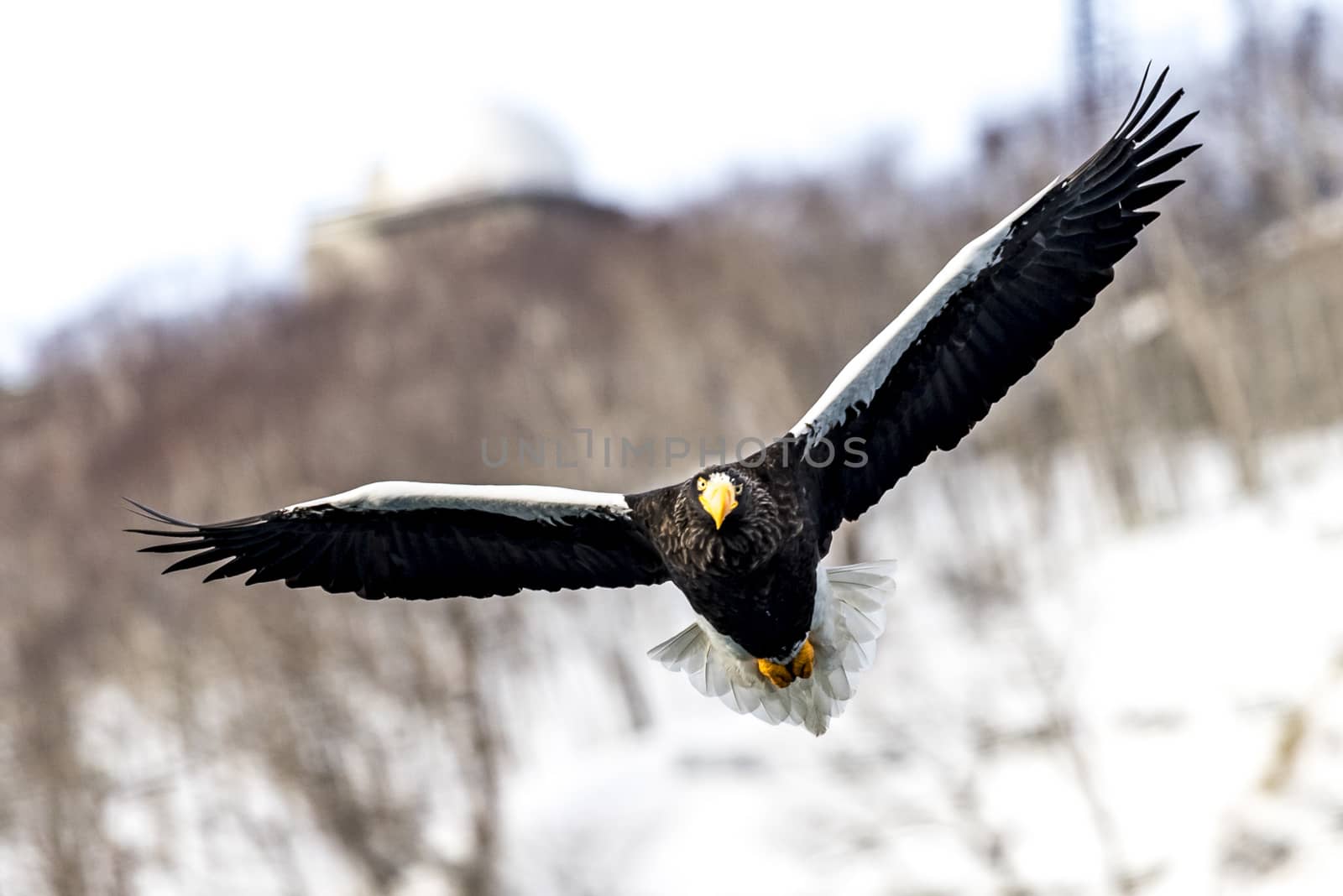 The Flying Predatory Stellers Sea-eagle near Rausu in Shiretoko, Hokkaido of Japan.