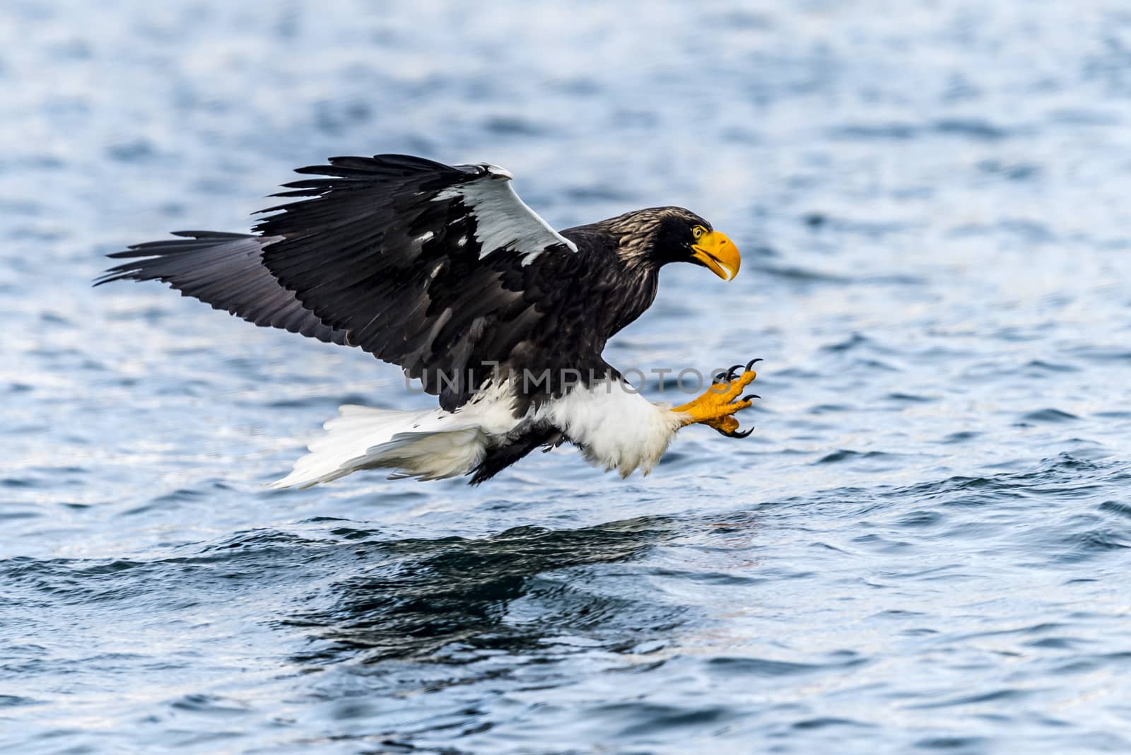 The Flying Predatory Stellers Sea-eagle near Rausu in Shiretoko, Hokkaido of Japan.