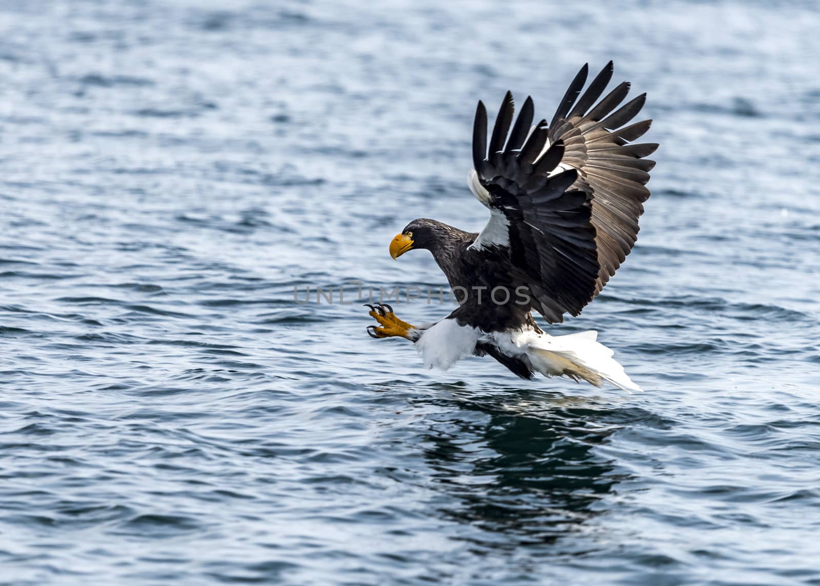 The Flying Predatory Stellers Sea-eagle near Rausu in Shiretoko, Hokkaido of Japan.