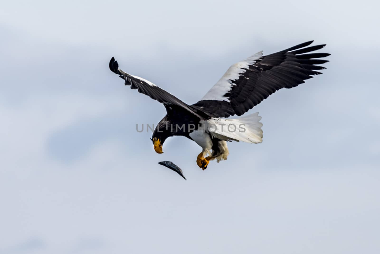 Flying Predatory Stellers Sea-eagle by JasonYU