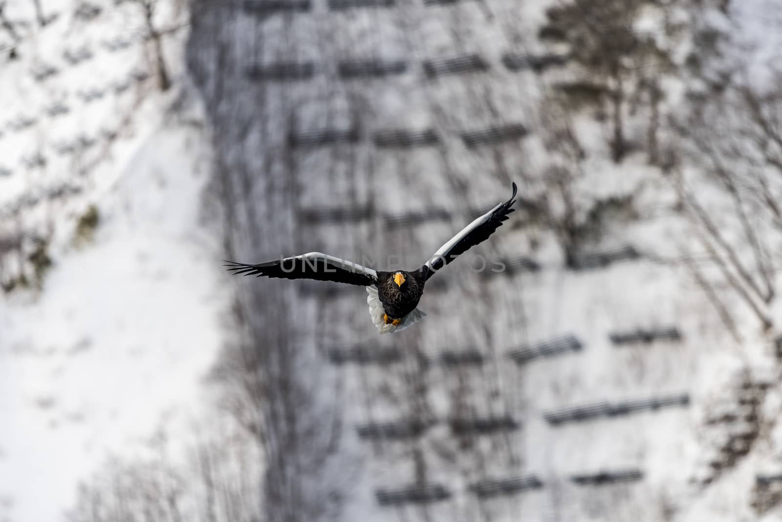 The Flying Predatory Stellers Sea-eagle near Rausu in Shiretoko, Hokkaido of Japan.