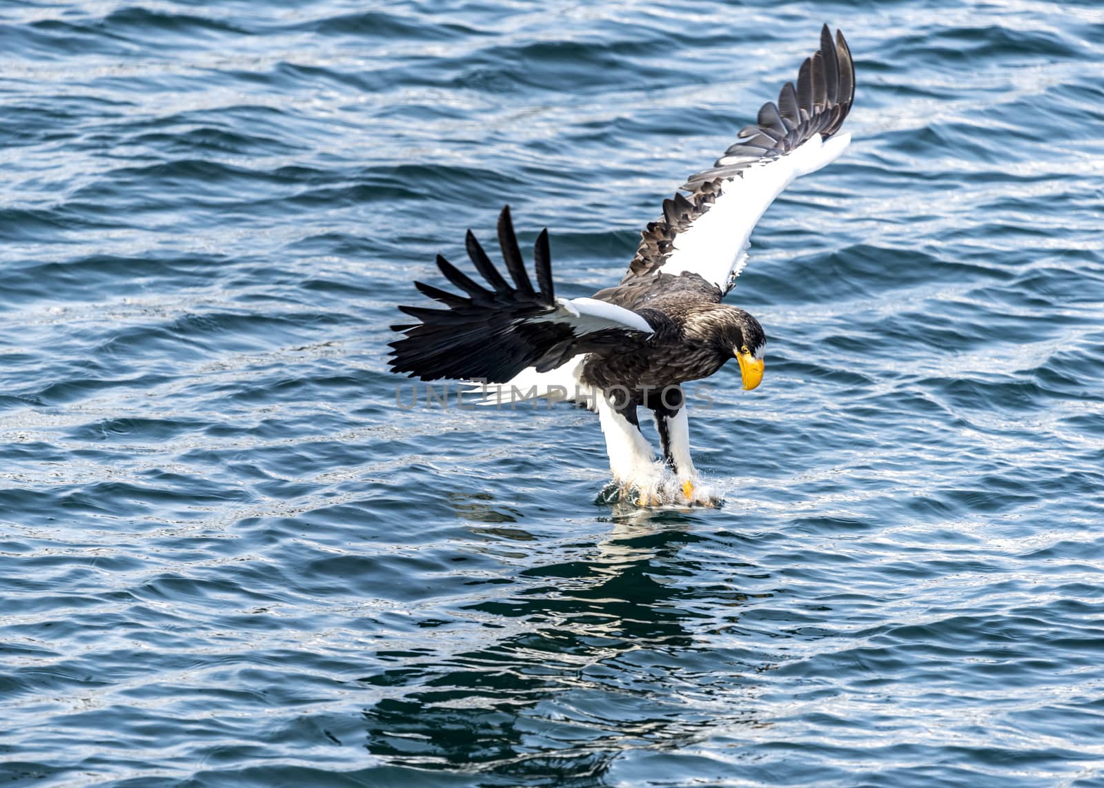 The Flying Predatory Stellers Sea-eagle near Rausu in Shiretoko, Hokkaido of Japan.