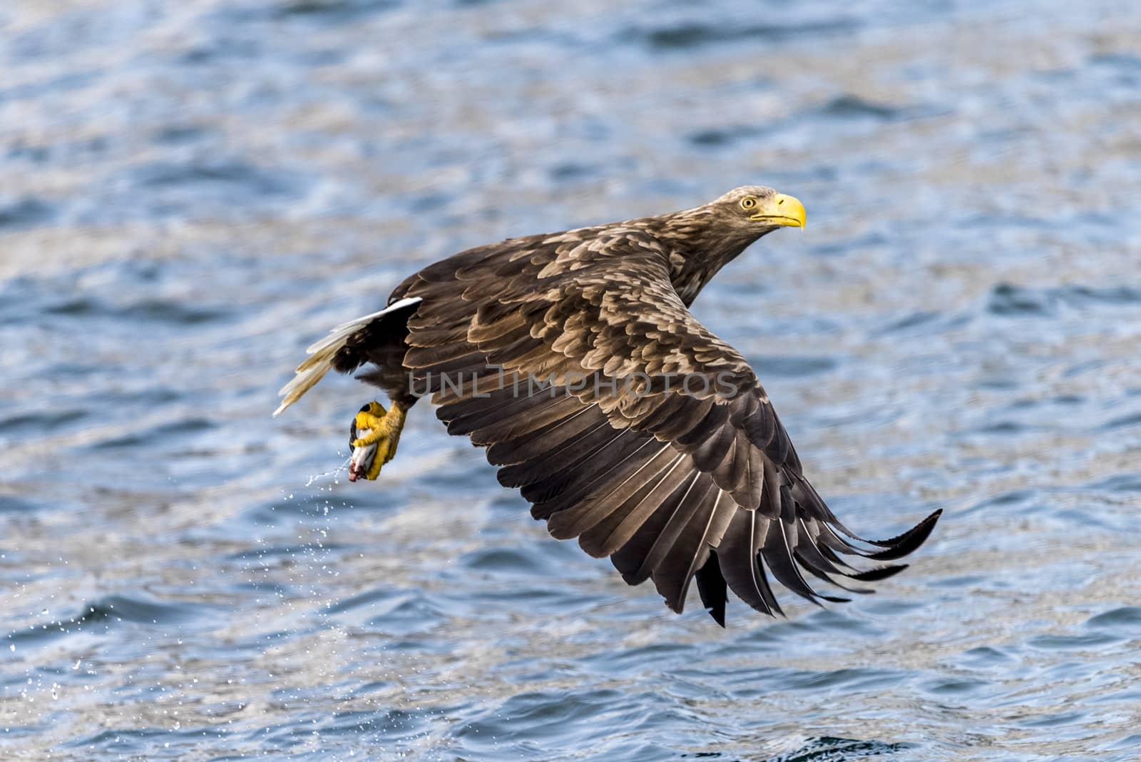 The Flying White-talied Sea Eagle near Rausu in Shiretoko, Hokkaido of Japan.