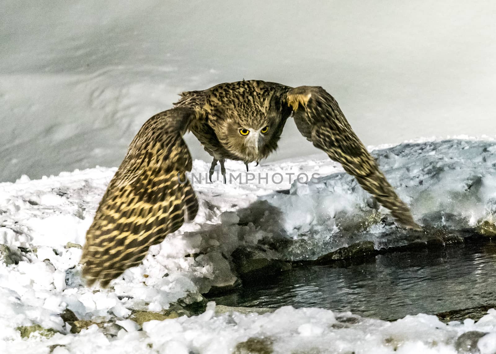 Eurasian Eagle Owl by JasonYU