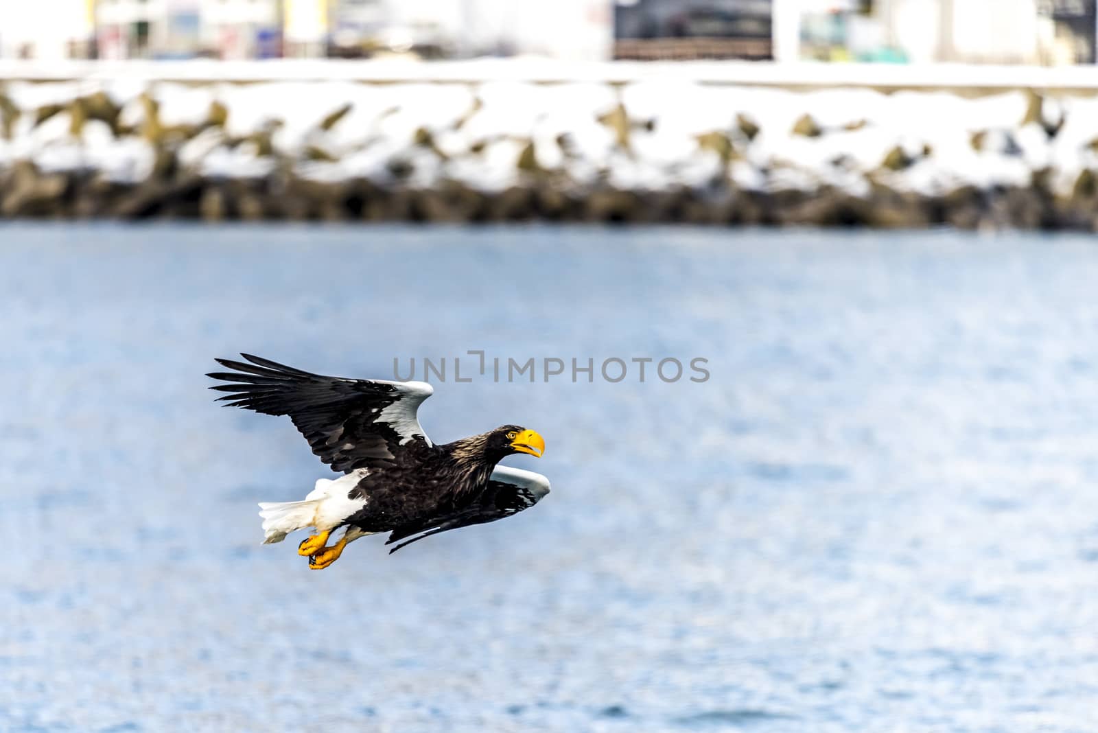 The Flying Predatory Stellers Sea-eagle near Rausu in Shiretoko, Hokkaido of Japan.