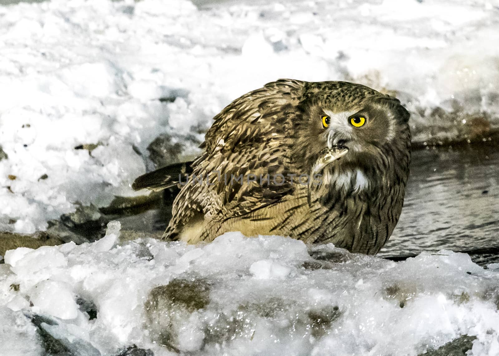 The Eurasian Eagle Owl near Rausu in Shiretoko, Hokkaido of Japan.