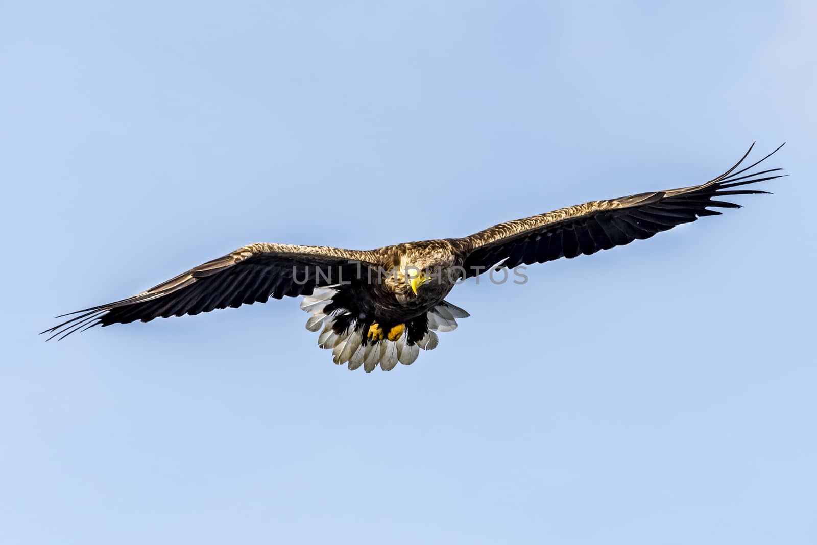 The Flying White-talied Sea Eagle near Rausu in Shiretoko, Hokkaido of Japan.