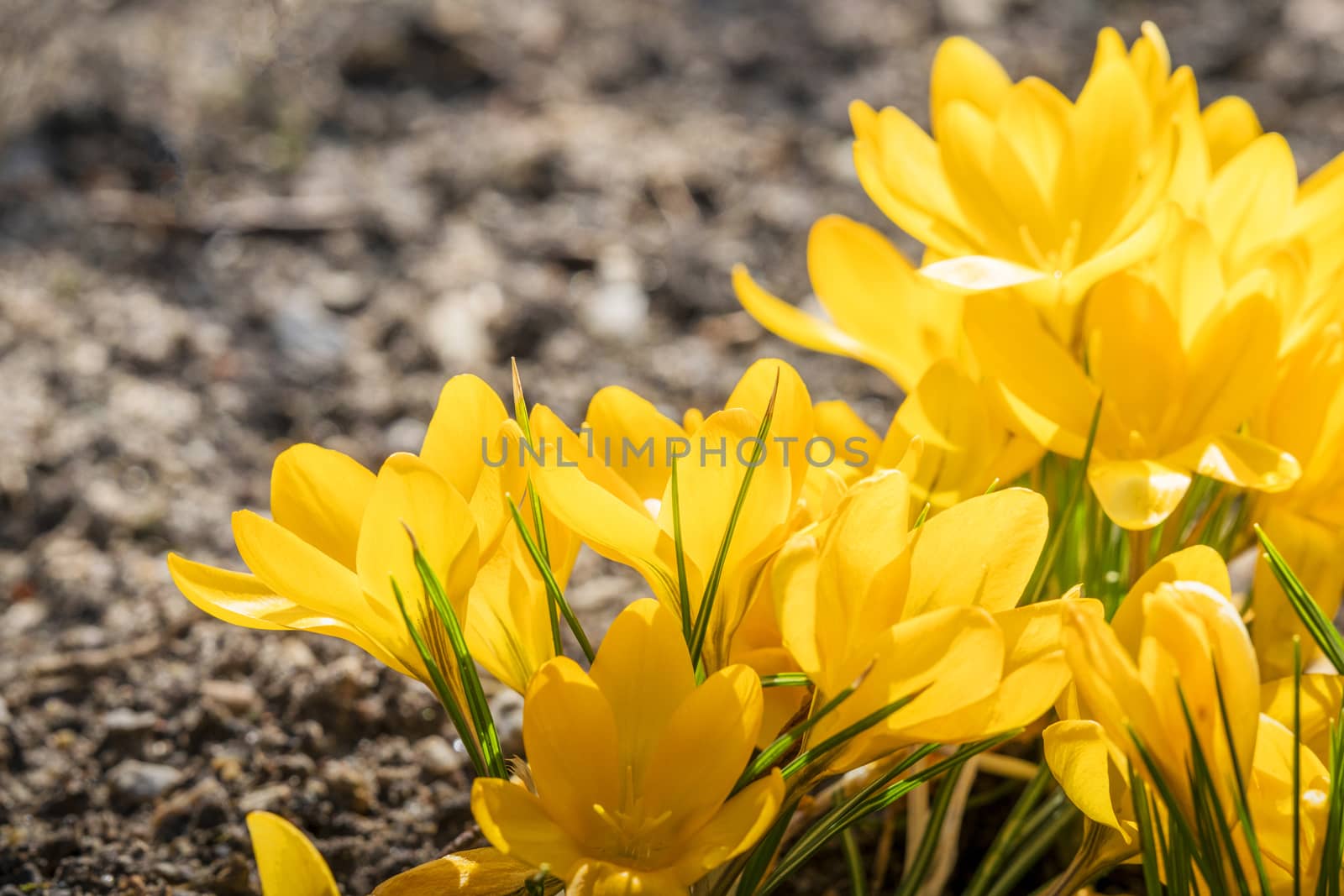 Yellow crocus flowers in a flowerbed at springtime blooming in the sun