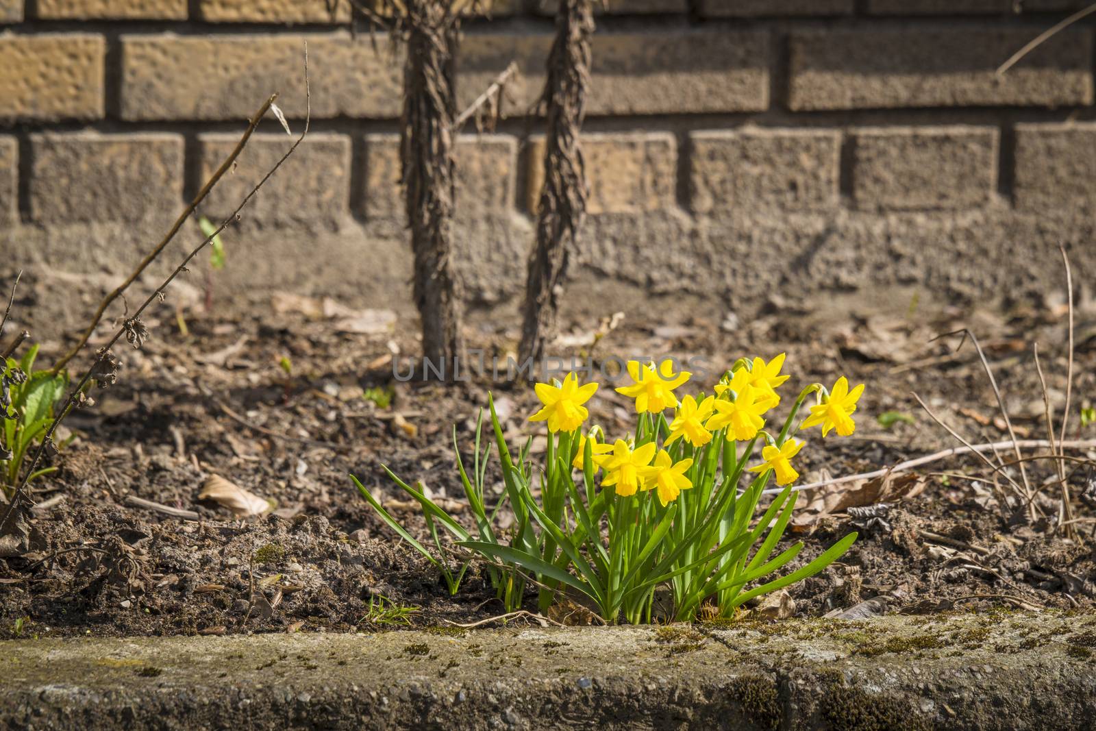 Yellow daffodils in a flowerbed outside a brickhouse in the spring