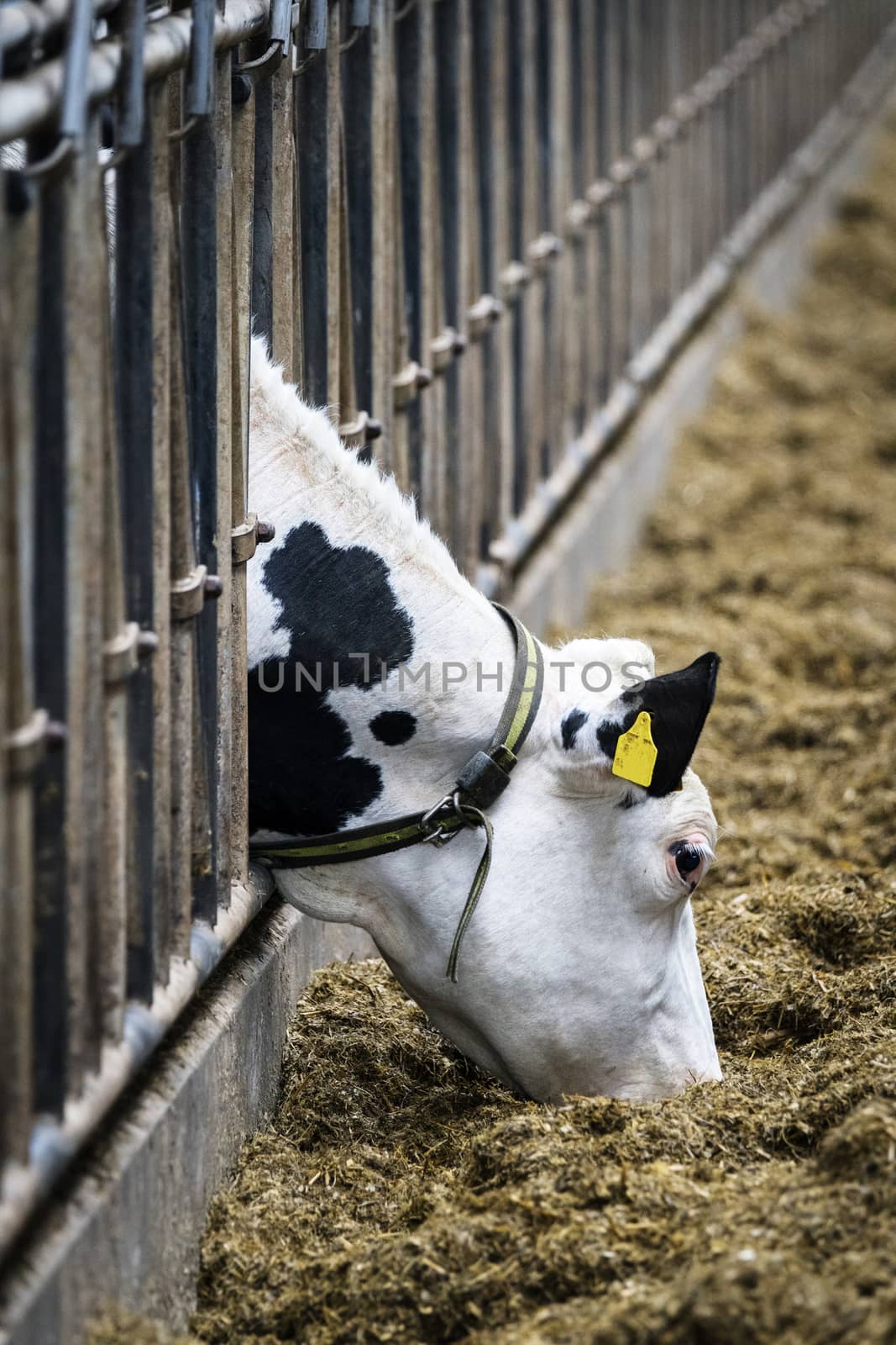 Cow in a stable eating food from behind the bars with a yellow tag in the ear