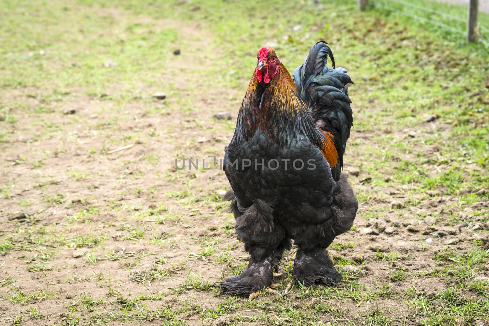 Large rooster with fluffy feet walking around in a rural farmyard in a countryside