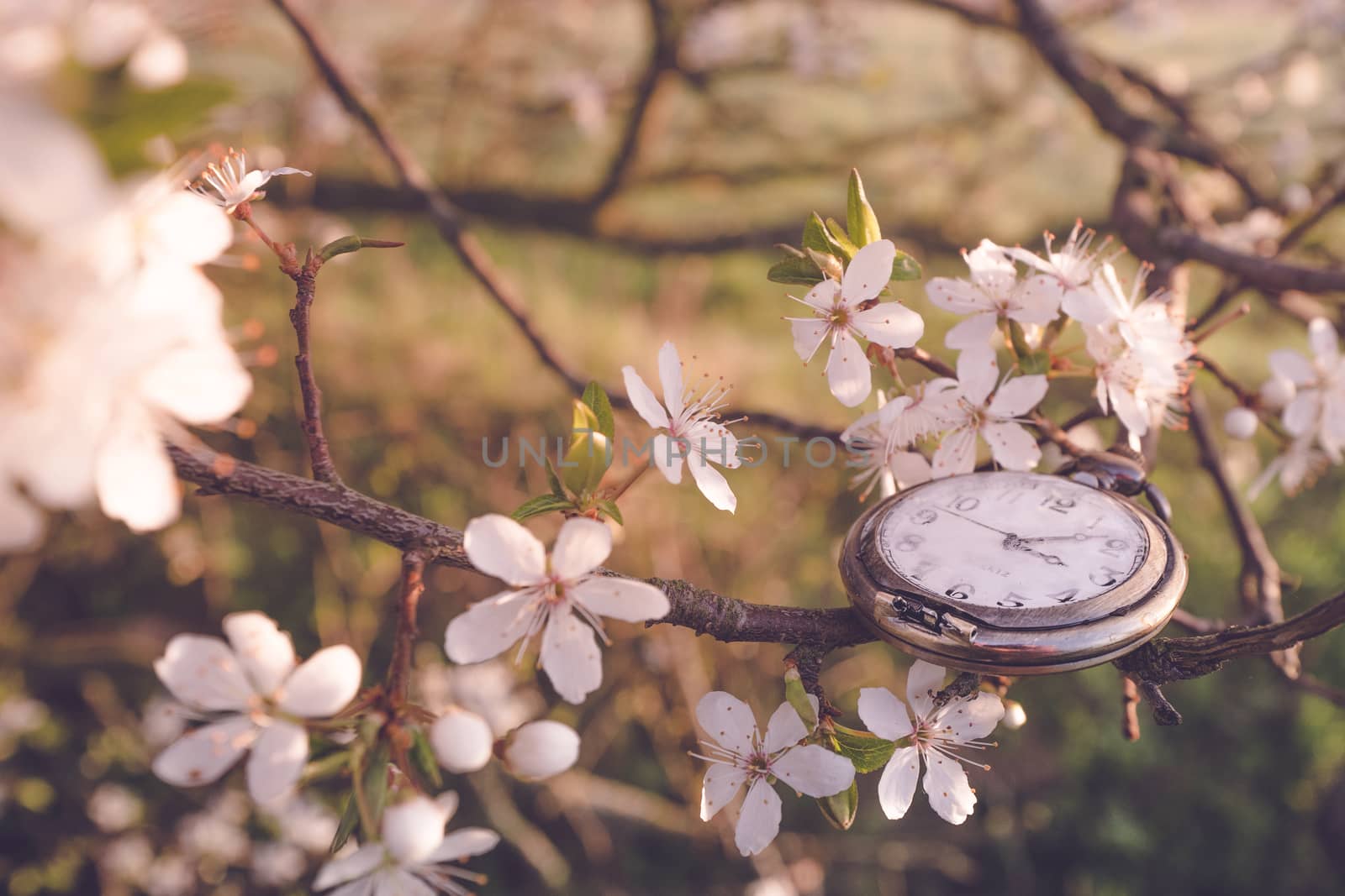 Time for spring in the morning sun in a tree blooming with white flowers