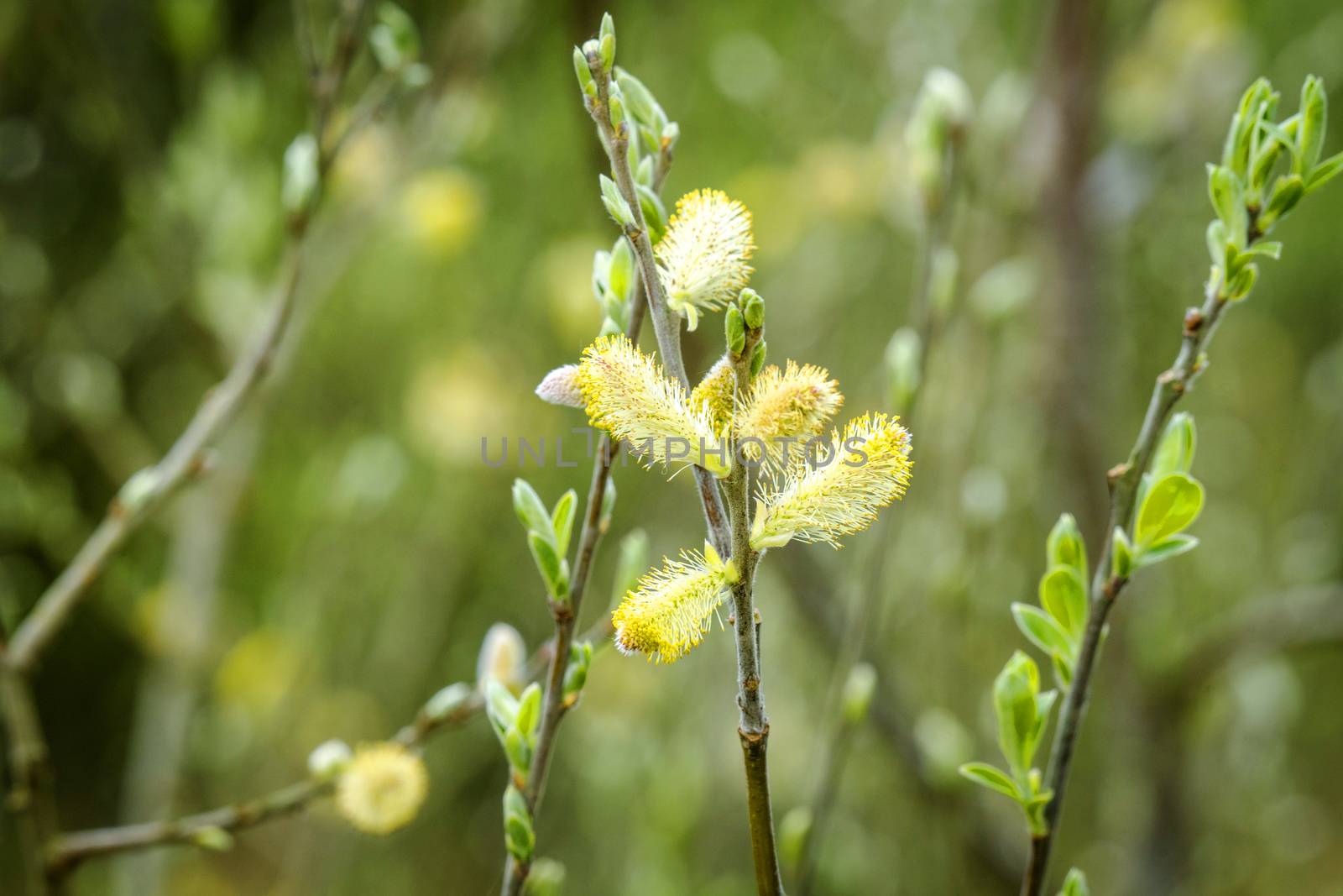 Blooming willow tree with pussy buds in the spring in beautiful green and yellow colors