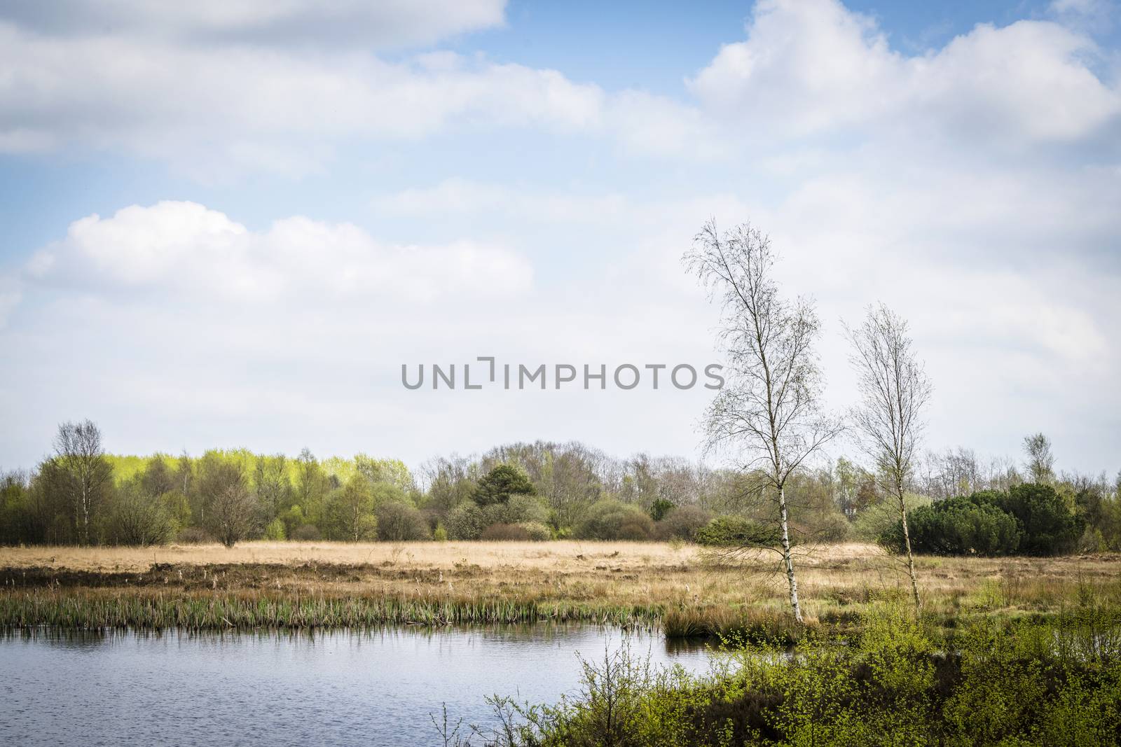 Wild nature in Scandinavia with birch trees by a lake under a blue sky