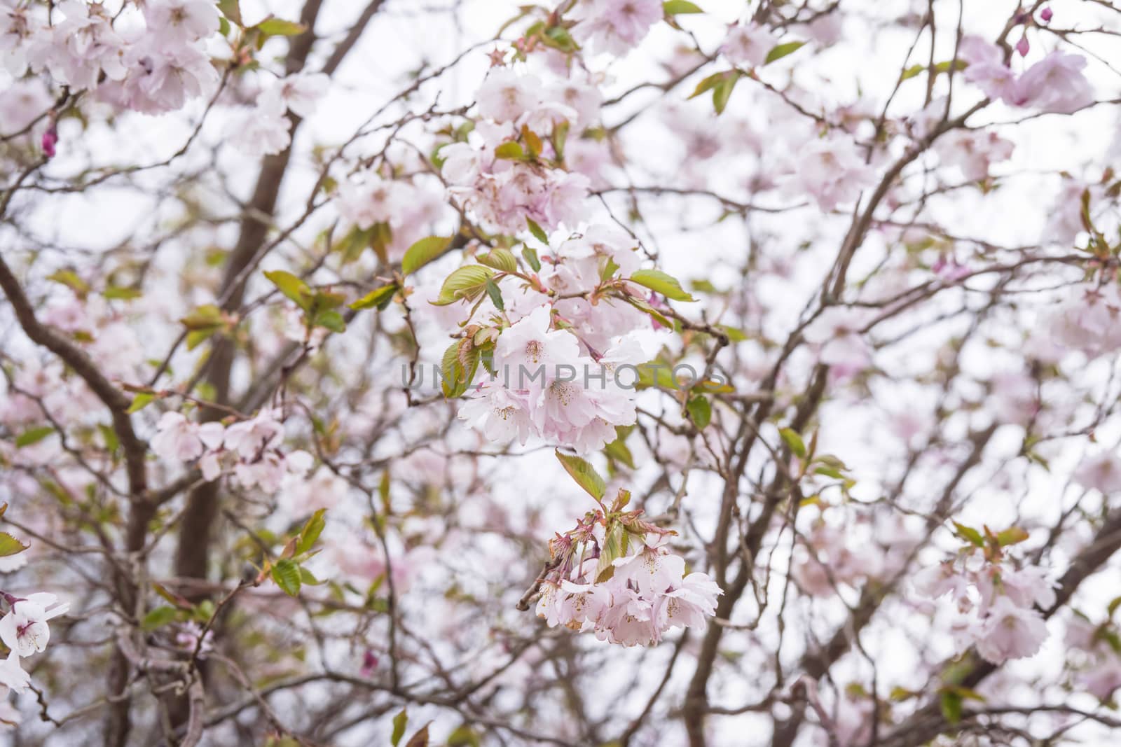 Blooming cherry tree in the spring with white flowers and a romantic violet tone