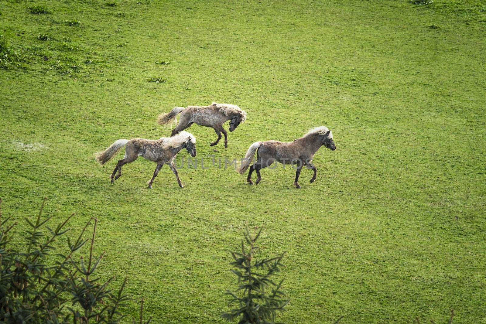 Three horses with blonde mane running wild on a green meadow with pine trees