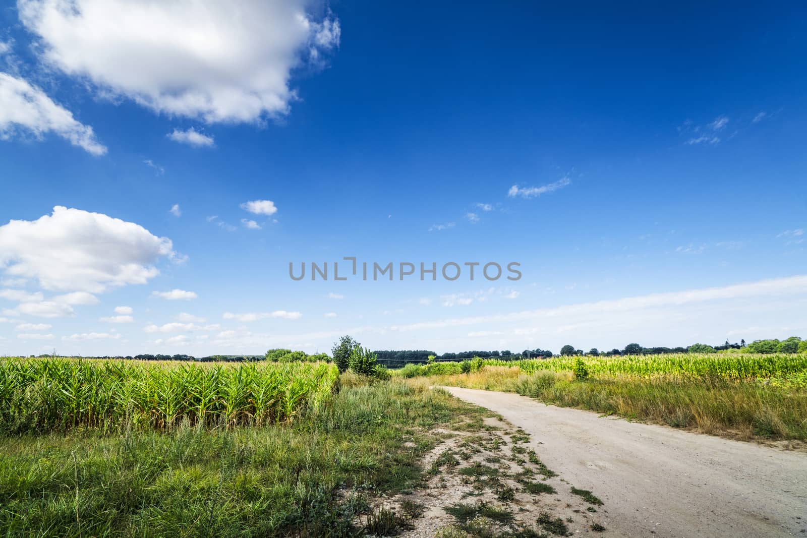 Countryside landscape with a path going through corn fields under a blue sky in the summer