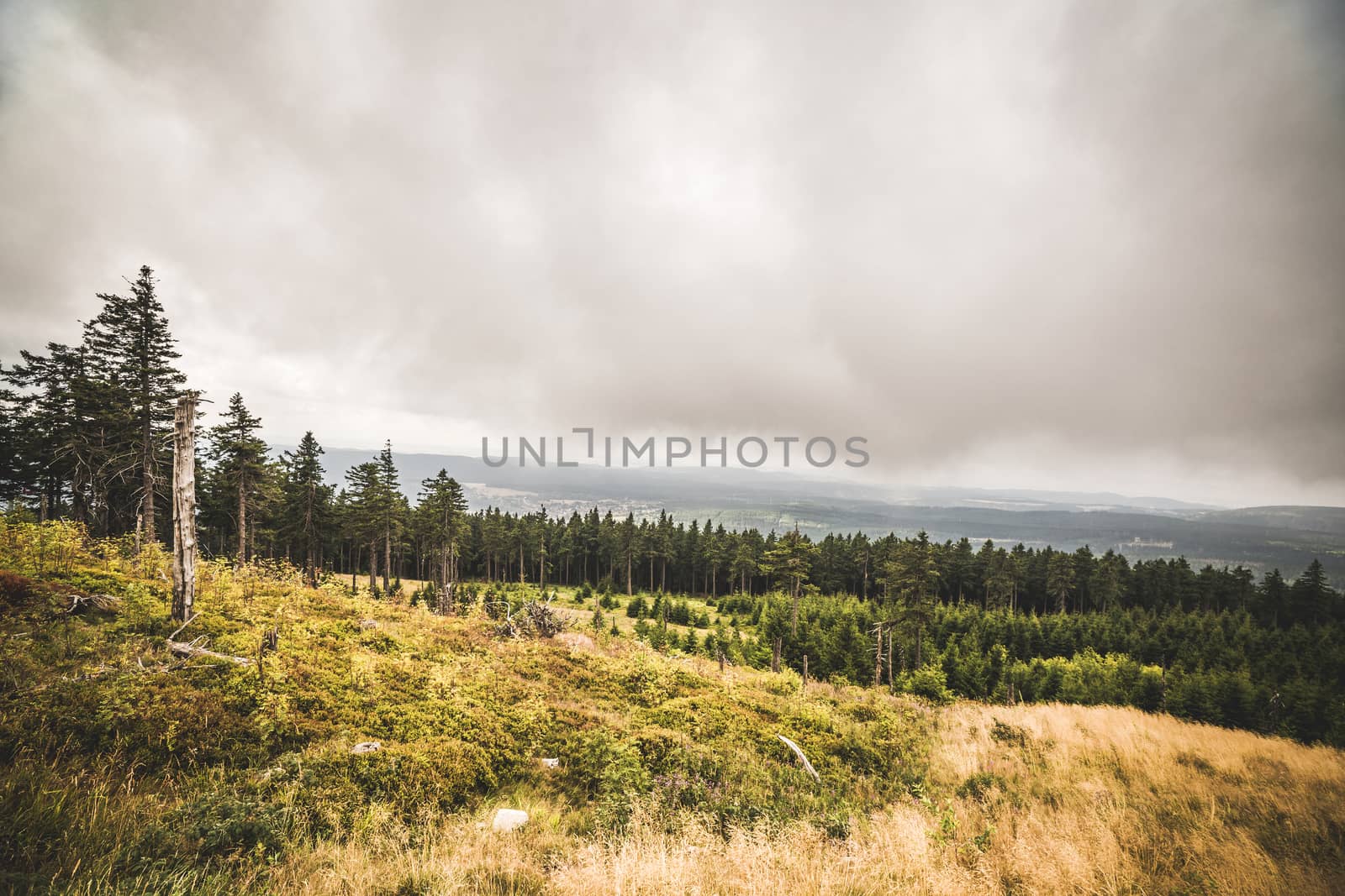 Pine tree forest on a hillside in misty cloudy weather with a large grass area