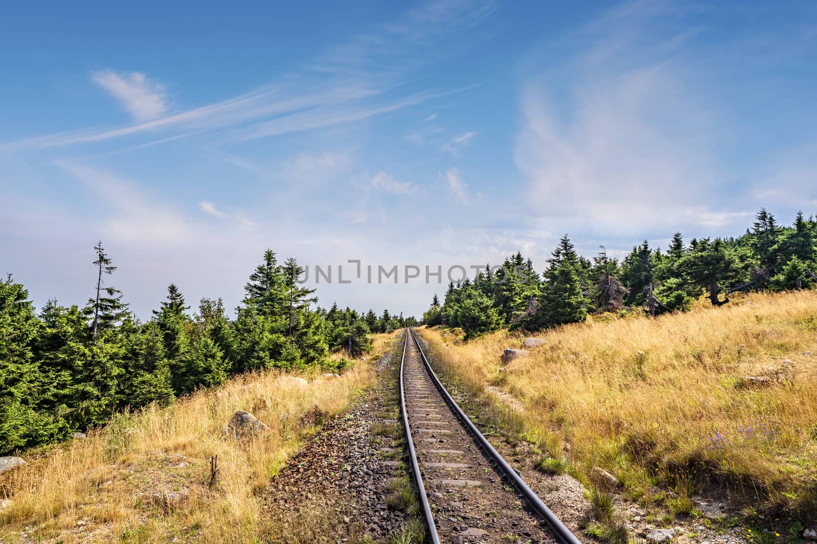 Prairie landscape with a railroad under a blue sky with green pine trees