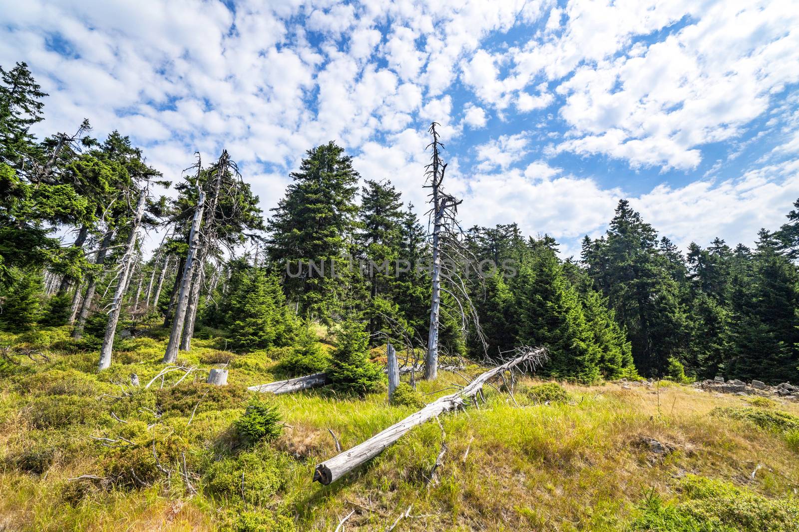 Green forest with withered pine trees in the summer under a blue sky