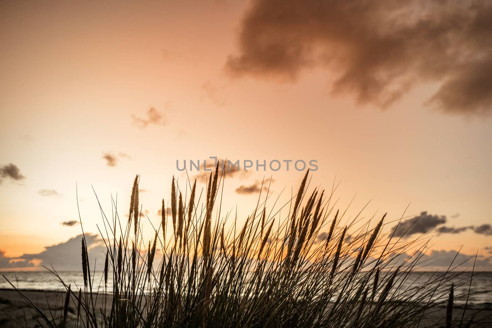 Sunset by the ocean with reed silhouettes in front of the sea at dawn