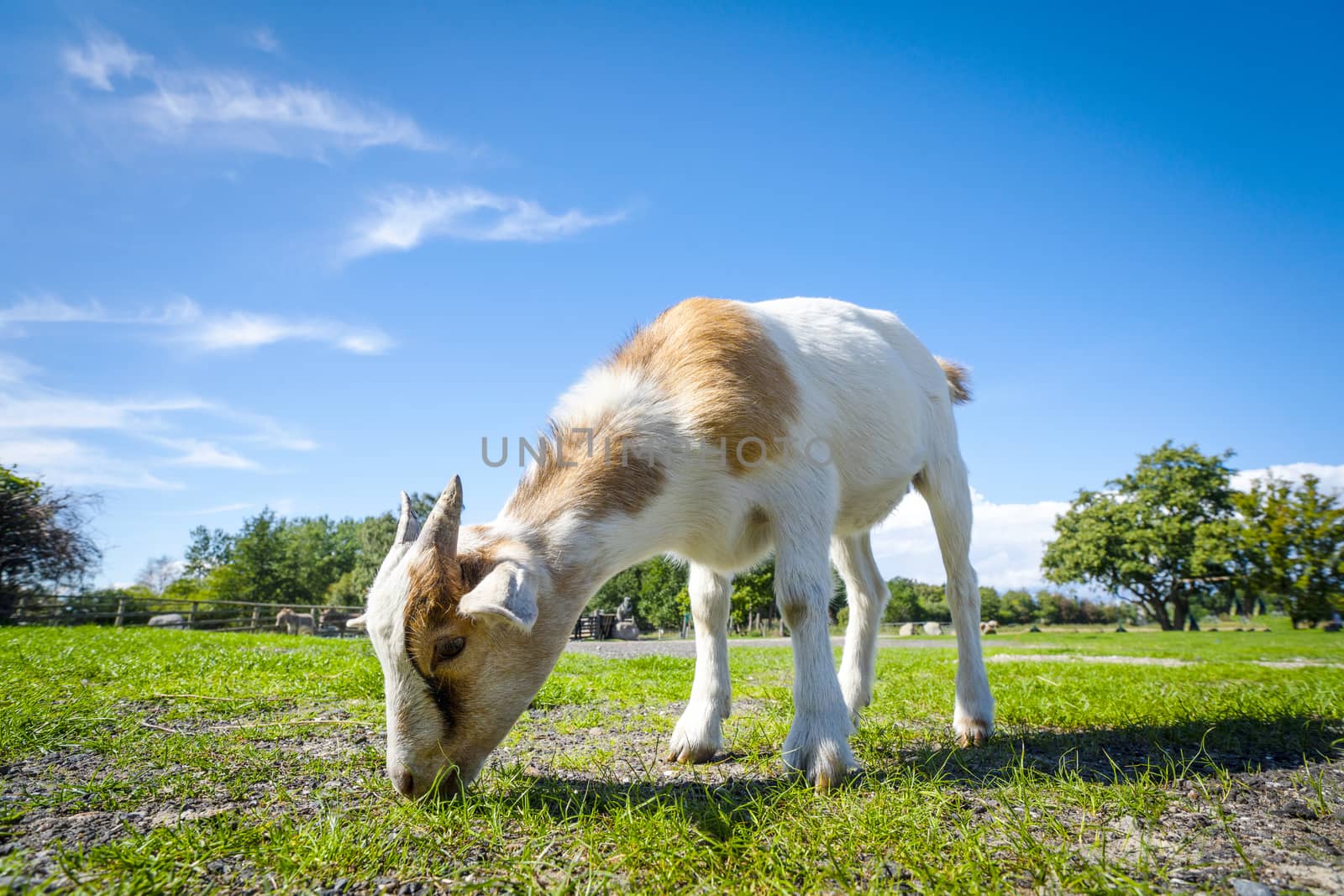 Goat eating fresh green grass at a farm in the spring under a blue sky
