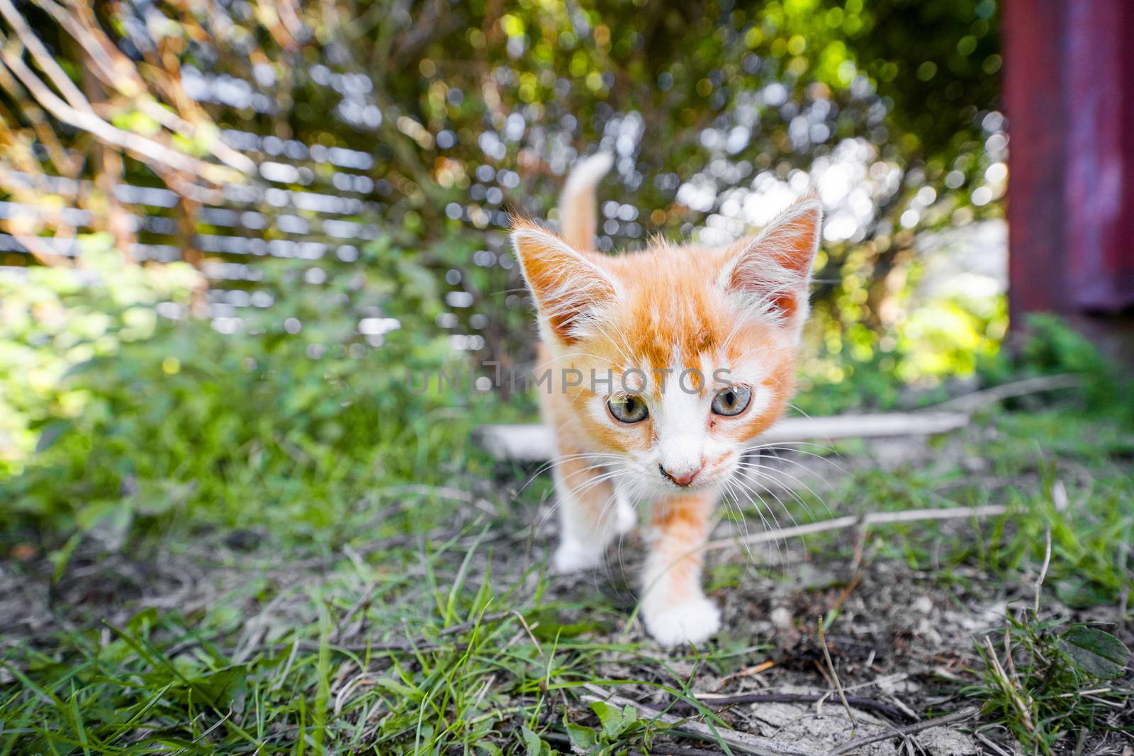 Cute kitten in orange color playing in the backyard in the summer