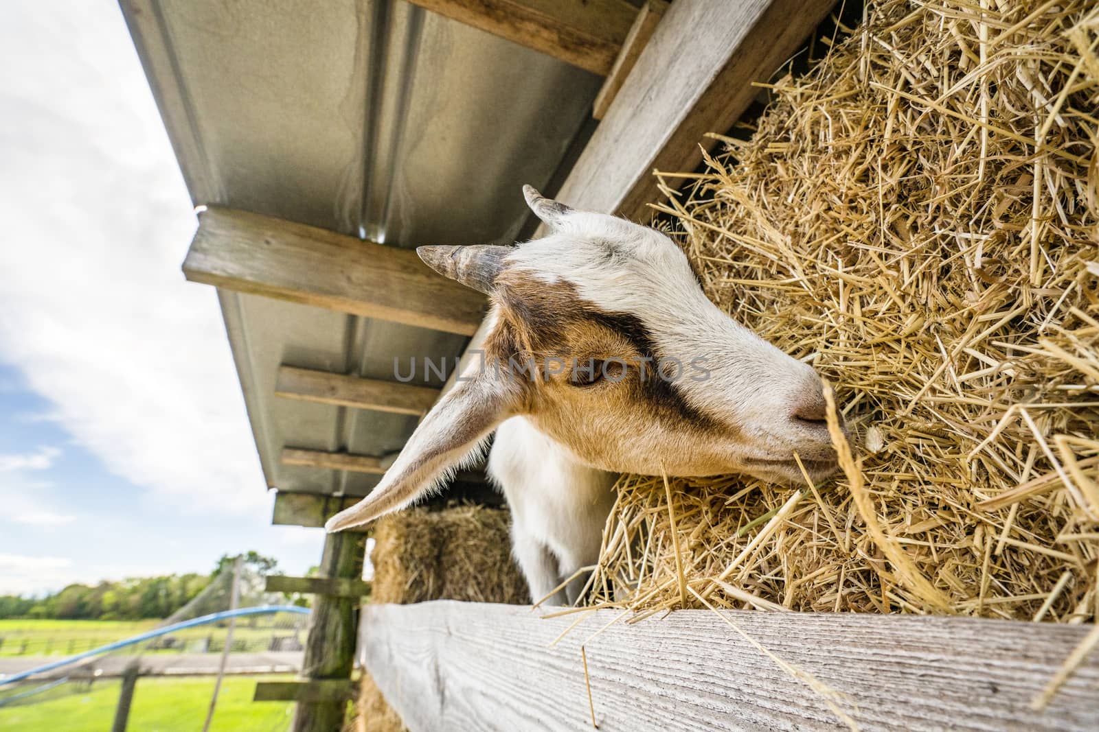 Goat eating hay on a rural farm in the summer