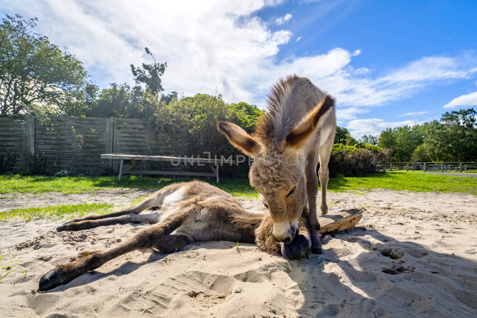 Donkey friends in the sand at a farm by Sportactive