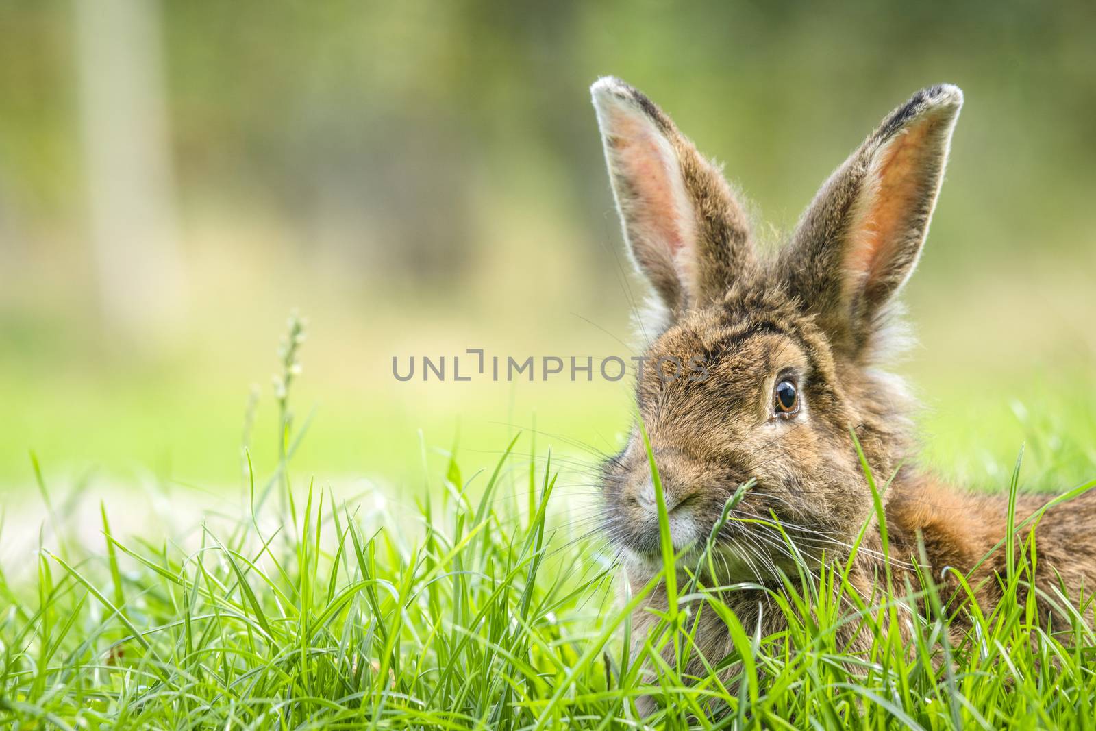 Rabbit in the spring hiding in tall green grass
