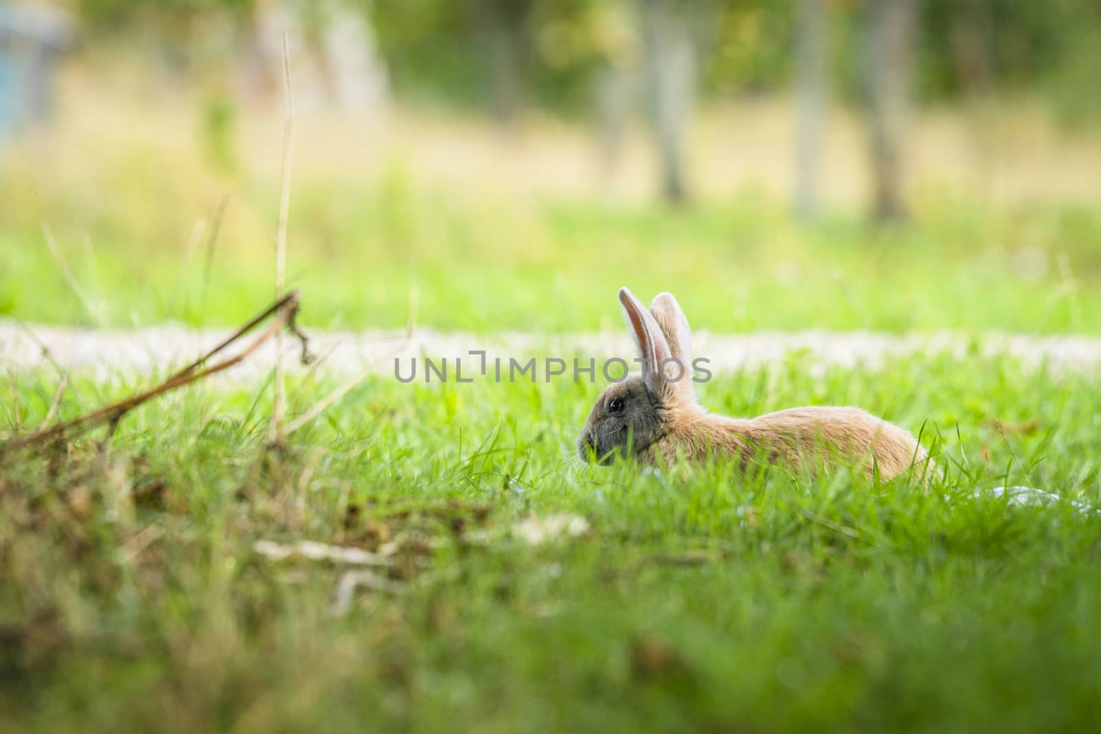 Rabbit relaxing in fresh green grass in the spring by Sportactive