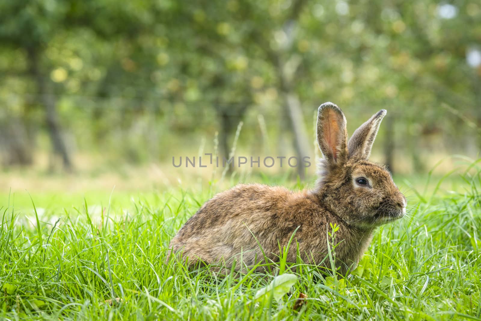 Fluffy bunny rabbit on a green meadow with fresh grass by Sportactive